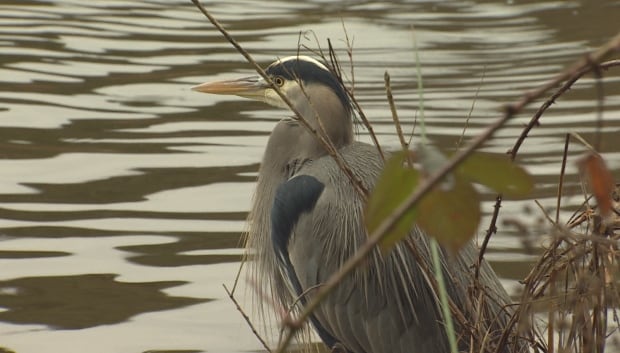 Heron lost lagoon
