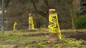 Vancouver trees cut