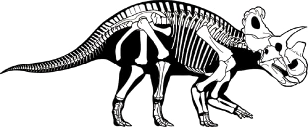 dinosaur's bones uncovered in southern Alberta