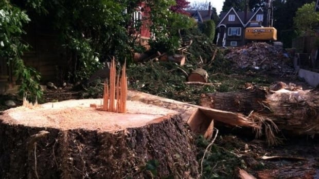 Eagle tree chopped