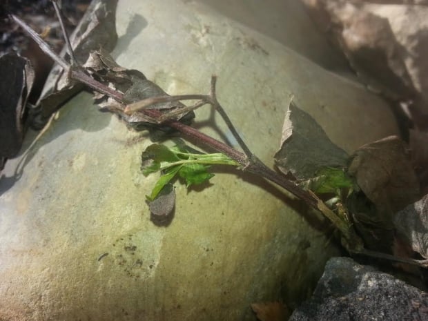 Clematis tricked into sprouting