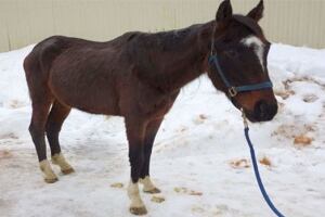 BCSPCA emaciated horse