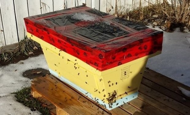 Calgary bees