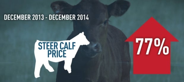Alberta calf prices