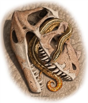 Diablophis gilmorei snake