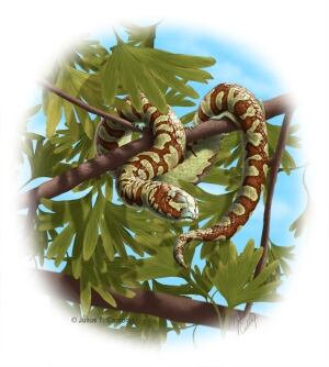 Portugalophis lignites snake fossil