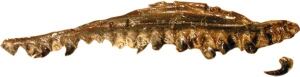 Jaw of Parviraptor estesi