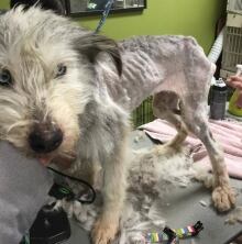 AARCS Milk River, Alta. dog rescue