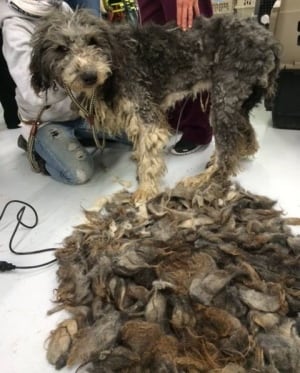 AARCS Milk River, Alta. dog rescue