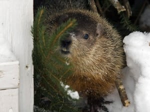 Groundhog Day 20110202