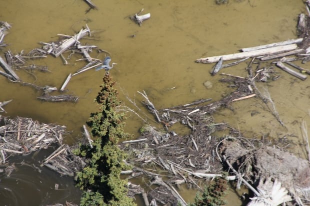 Mount Polley spill heron