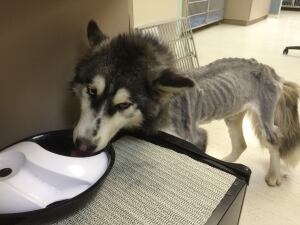 Willow B.C. SPCA