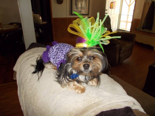 Dixie the Dog