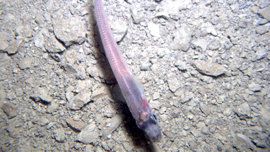 Unidentified fish captured on camera below 750M of ice