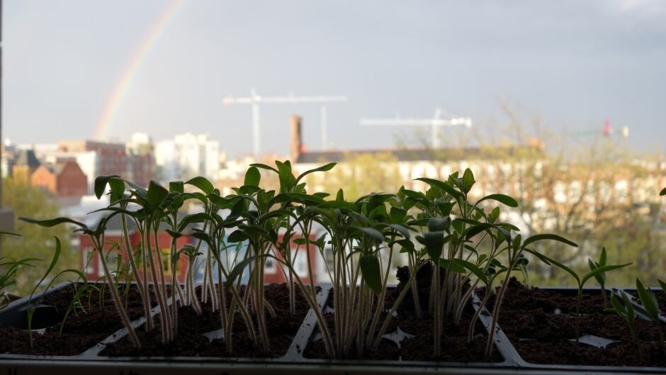 Fruit & veggie seedlings in starter tray.