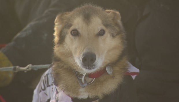 Yukon Quest Dog