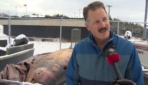 DFO scientist Jack Lawson beached Sowerby's beaked whale