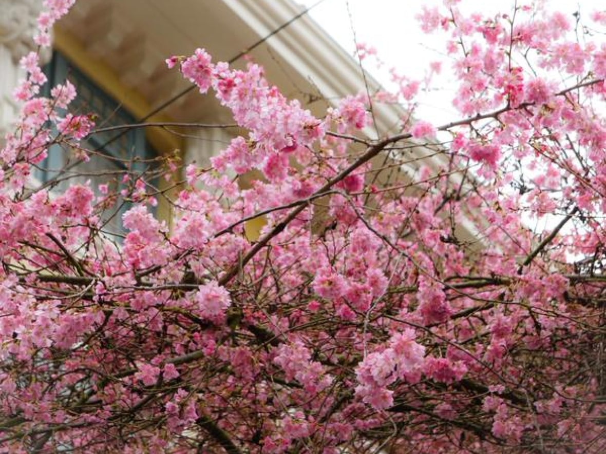 Vancouver Cherry Blossoms Blooming Early Cbc News