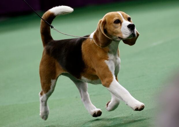 USA-DOGS WESTMINSTER Kennel Club Feb 17 2015 Miss P beagle