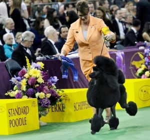 Westminster Dog Show Feb 16 Flame Standard Poodle