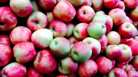 Ambrosia apples popped up unexpectedly in B.C.'s Similkameen Valley. It bore its first fruit in the 1990s and takes its name from Greek mythology and the word for the 'food of the gods,' says food columnist.
apple ambrosia