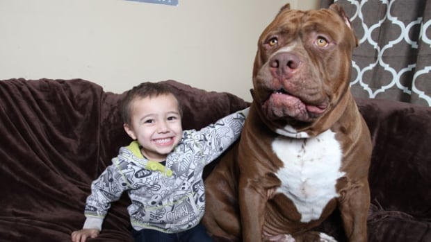 Hulk may be Internet sensation, but vet warns against extreme-sized pets | CBC News