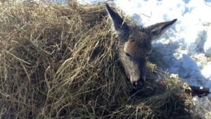 Deer rescued