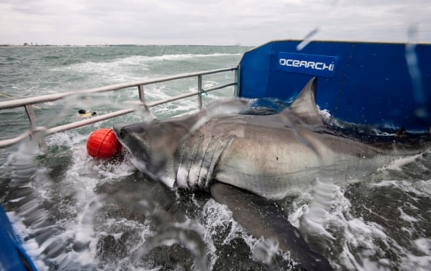 Shark Tracker 20150306