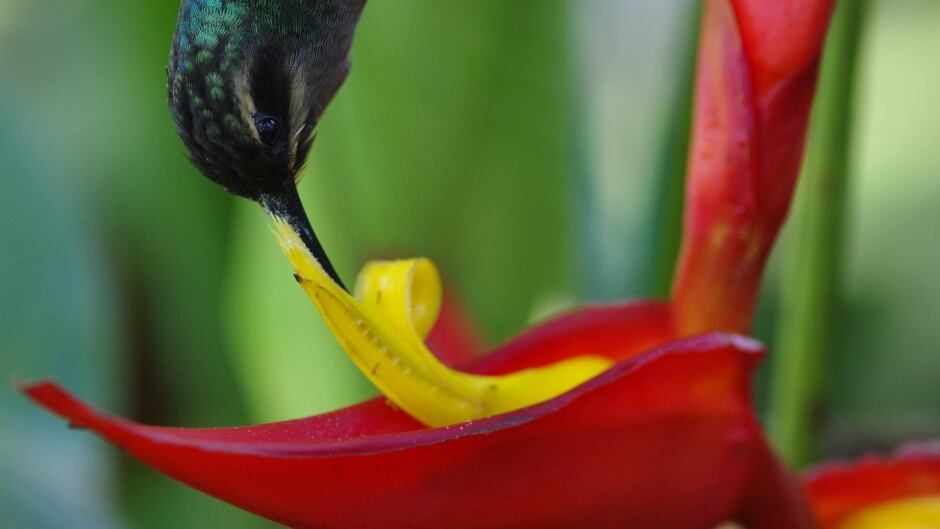 A Green hermit hummingbird extracts nectar from a Heliconia tortuosa flower