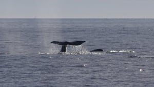 grey whale