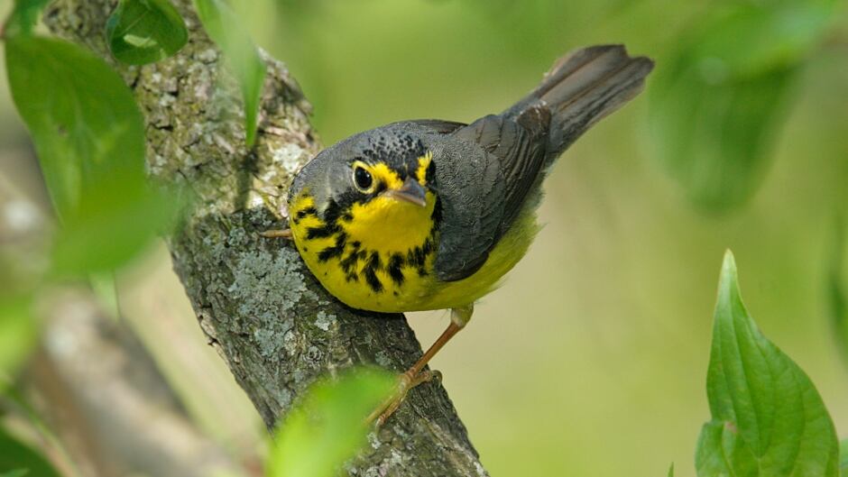 Ninety percent of all bird-window collisions occur with single dwelling homes.