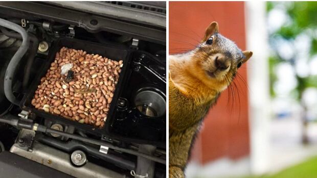 My Car North Bay >> Squirrel blamed for car engine stuffed with nuts | CBC Radio My Car North Bay >> Squirrel blamed for car engine stuffed with nuts | CBC Radio