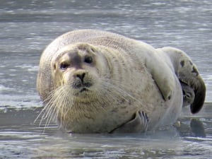 Bearded seal in Quidi Vidi by Ferne Williams