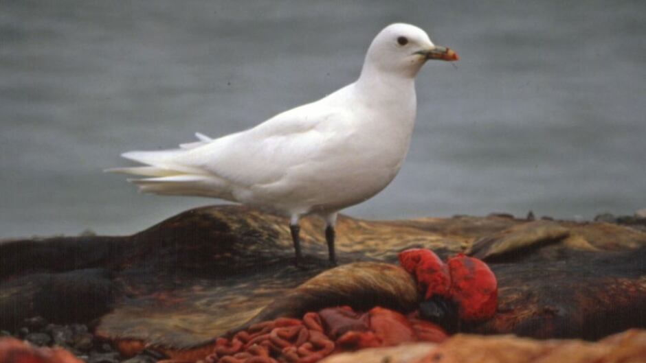 Ivory gull near Resolute Bay, Nunavut
