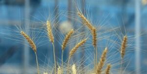 Gluten Free Wheat