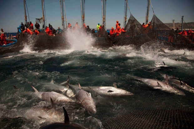 Europe Threatened Fish
