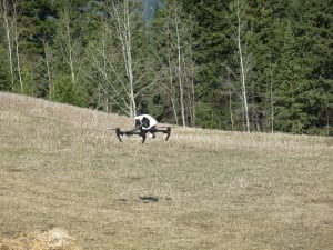 (A flying a drone at Freith Farm/Photo by Lincoln Smith)