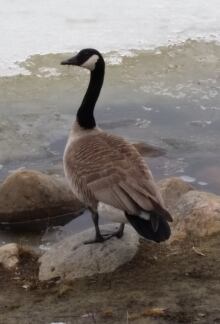 canada goose shop edmonton canada goose shop edmonton