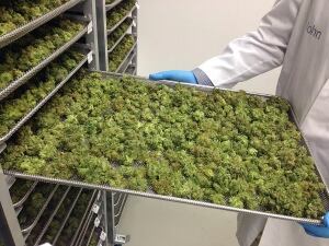 Tray of pot