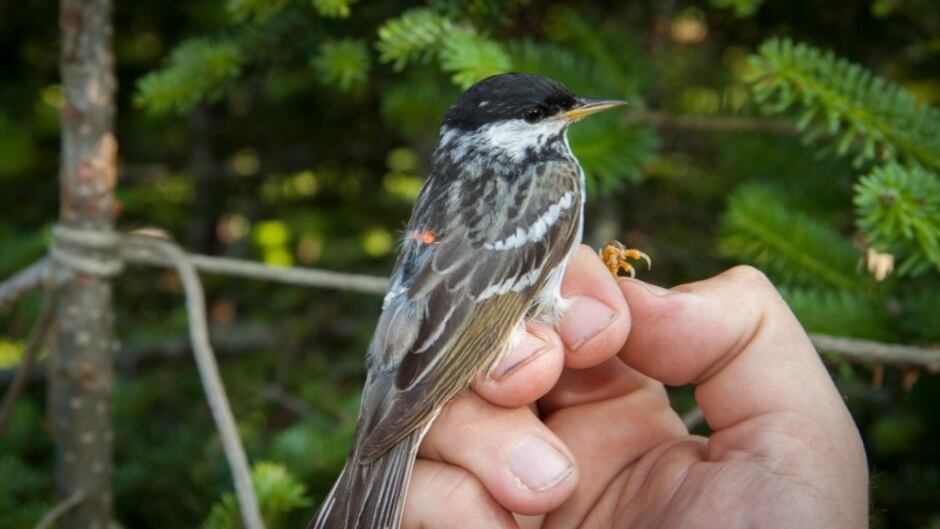 A blackpoll warbler with the tiny orange geo-locater backpack just visible on its back.