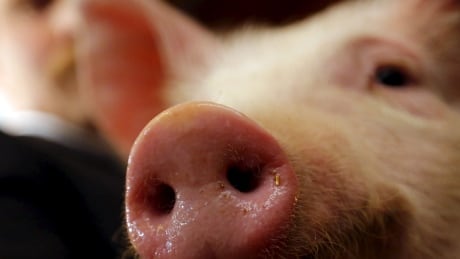 Farmer charged after more than 1,200 pigs found dead in 'flooded, manure-filled barn'