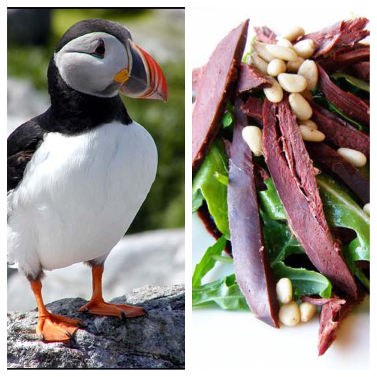puffin meat