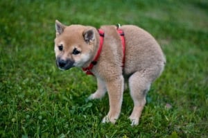 Dog Poops