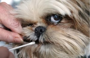 PooPrints dog poop dna testing