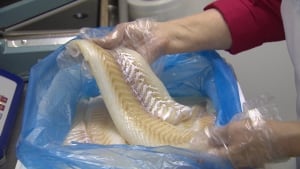 cod fillet