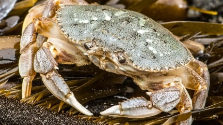 Dungeness crab