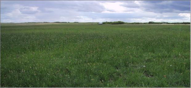 A reclaimed orphan well site in ALberta