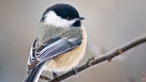 Black-capped Chickadee