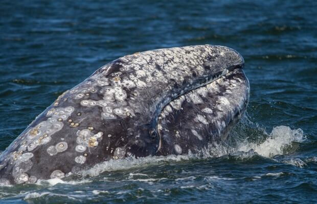 Gray Whale