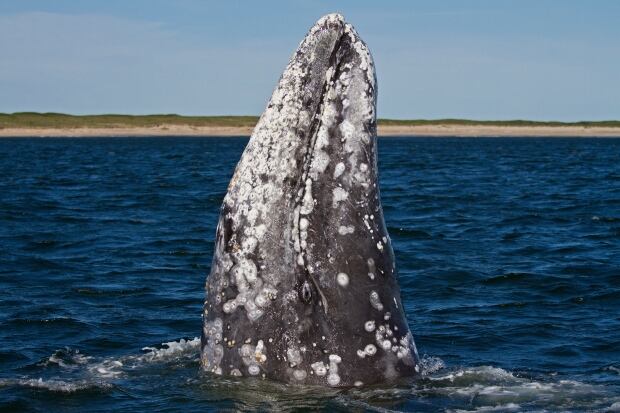 Western Gray Whale - Sakhalin Island, Russia
